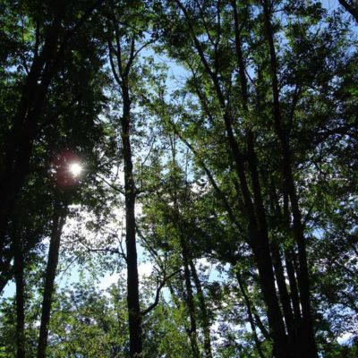 Tree-filtered sunlight
